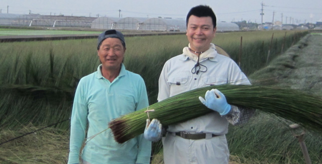 熊本のいぐさ農家さん宅へいぐさの刈り取り手伝い